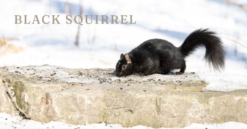 black squirrel